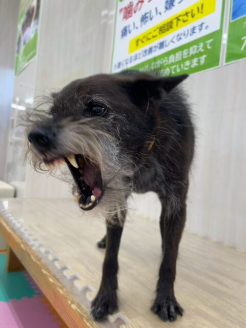 小乃輔ちゃん🐶
本日歯磨きトレーニングを開始して2年2ヶ月が経ちました
歯の状態は変わらずにキープできているのでこのまま継続を意識して頑張っていきましょう✊

園内ではチャリーちゃんや、やん丸、マロンちゃんやふうちゃん達と走り回ったり、みんなで激しいお話し合いをしたりして楽しんでいました🤭

🐾🐶愛犬のお悩みご相談ください🐶🐾
@kenkohmura_official
 ↑フォロー待ってます↑

〒955-0091 新潟県三条市上須頃大割４２８−１
☎︎ 0256-35-2571
✉️ info@kenkohmura.jp
HP: https://kenkohmura.jp
LINE: https://lin.ee/7LIz5sb

#犬幸村#犬の幼稚園 #吠える、噛む #犬のしつけ #トイレ
ミックスミックス犬ミックス犬可愛いミックス犬大好きミックス犬倶楽部
