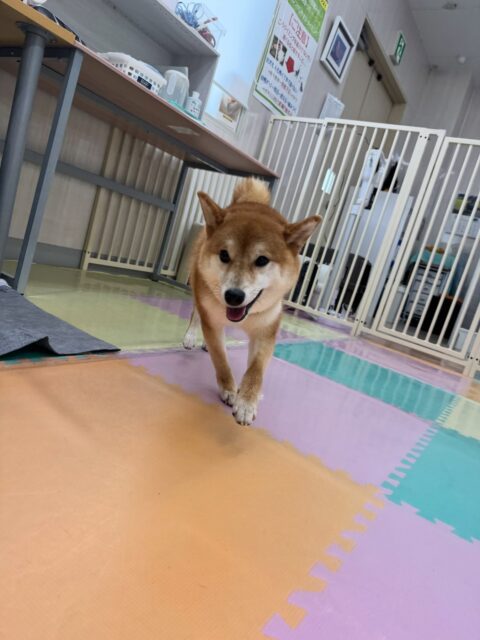 つくしちゃん🐶
本日は朝からももちゃんやベン、やん丸達とヤンチャ組を走り回ったり、みんなで追いかけっこをしたりして過ごしていました🤭

🐾🐶愛犬のお悩みご相談ください🐶🐾
@kenkohmura_official
 ↑フォロー待ってます↑

〒955-0091 新潟県三条市上須頃大割４２８−１
☎︎ 0256-35-2571
✉️ info@kenkohmura.jp
HP: https://kenkohmura.jp
LINE: https://lin.ee/7LIz5sb

#犬幸村#犬の幼稚園 #吠える、噛む #犬のしつけ #トイレ
柴犬柴犬大好き柴犬倶楽部柴犬可愛いすぎる柴犬大好き