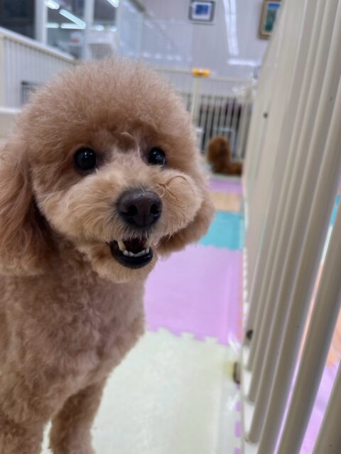 ポコちゃん🐶
本日は朝からももちゃんや、ププちゃん、ポポちゃん達と走り回ったり、みんなで激しいワンプロ仕掛けあったりして楽しんでいました🤭

🐾🐶愛犬のお悩みご相談ください🐶🐾
@kenkohmura_official
 ↑フォロー待ってます↑

〒955-0091 新潟県三条市上須頃大割４２８−１
☎︎ 0256-35-2571
✉️ info@kenkohmura.jp
HP: https://kenkohmura.jp
LINE: https://lin.ee/7LIz5sb

#犬幸村#犬の幼稚園 #吠える、噛む #犬のしつけ #トイレ
トイプートイプー可愛いトイプー倶楽部トイプー可愛いすぎるトイプー大好き