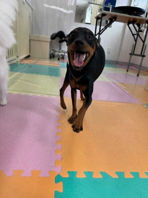 ちょこたんちゃん🐶
本日歯磨きトレーニングを開始して1年6ヶ月が経ちました
歯の状態は非常に綺麗にキープされているのでこのまま継続を意識して頑張っていきましょう✊

園内ではチャリーちゃんやマロンちゃん、ふうちゃん達と永遠に走り回ったり、みんなでワンプロ仕掛けあったりして非常に楽しそうに過ごしていました👍

🐾🐶愛犬のお悩みご相談ください🐶🐾
@kenkohmura_official
 ↑フォロー待ってます↑

〒955-0091 新潟県三条市上須頃大割４２８−１
☎︎ 0256-35-2571
✉️ info@kenkohmura.jp
HP: https://kenkohmura.jp
LINE: https://lin.ee/7LIz5sb

#犬幸村#犬の幼稚園 #吠える、噛む #犬のしつけ #トイレ
ミニピンミニピン可愛いミニピン大好きミニピン倶楽部ミニピン可愛いすぎる