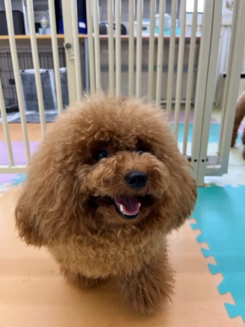 ププちゃん🐶
本日はニコペットのちびっ子達や夏紬ちゃんや寅丸ちゃん達と園内を走り回ったり、激しいワンプロを仕掛けあったりして過ごしていました🤭
🐾🐶愛犬のお悩みご相談ください🐶🐾
@kenkohmura_official
↑フォロー待ってます↑
〒955-0091 新潟県三条市上須頃大割428−1
☎︎ 0256-35-2571
✉️ info@kenkohmura.jp
HP: https://kenkohmura.jp
LINE: https://lin.ee/7LIz5sb
#犬幸村#犬の幼稚園 #吠える、噛む #犬のしつけ #トイレ
トイプートイプー可愛いトイプー倶楽部トイプー可愛いすぎる