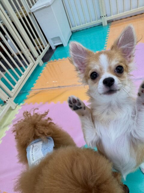 本日幼稚園体験に来てくれました🐶
最初からポポちゃんやププちゃん、ポコちゃん達と走り回ったり、みんなで激しいワンプロ仕掛けあったりして楽しそうに過ごせていました👍

🐾🐶愛犬のお悩みご相談ください🐶🐾
@kenkohmura_official
 ↑フォロー待ってます↑

〒955-0091 新潟県三条市上須頃大割４２８−１
☎︎ 0256-35-2571
✉️ info@kenkohmura.jp
HP: https://kenkohmura.jp
LINE: https://lin.ee/7LIz5sb

#犬幸村#犬の幼稚園 #吠える、噛む #犬のしつけ #トイレ
ミックスミックス犬ミックス犬可愛いミックス犬大好きミックス犬倶楽部