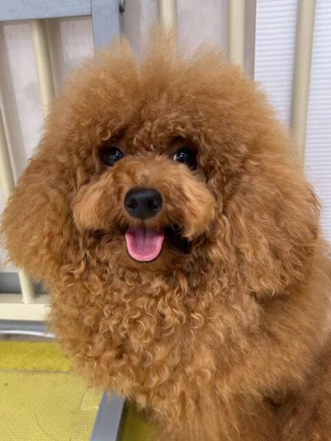 ププちゃん🐶
本日もニコペットのちびっ子達がお気に入りのようで、ニコペットのちびっ子達とスタッフが遊んでいると俺のだぞー‼️と後ろを追いかけてきました🤣

🐾🐶愛犬のお悩みご相談ください🐶🐾
@kenkohmura_official
 ↑フォロー待ってます↑

〒955-0091 新潟県三条市上須頃大割４２８−１
☎︎ 0256-35-2571
✉️ info@kenkohmura.jp
HP: https://kenkohmura.jp
LINE: https://lin.ee/7LIz5sb

#犬幸村#犬の幼稚園 #吠える、噛む #犬のしつけ #トイレ
トイプートイプー可愛いトイプー倶楽部トイプー大好きトイプー可愛いすぎる