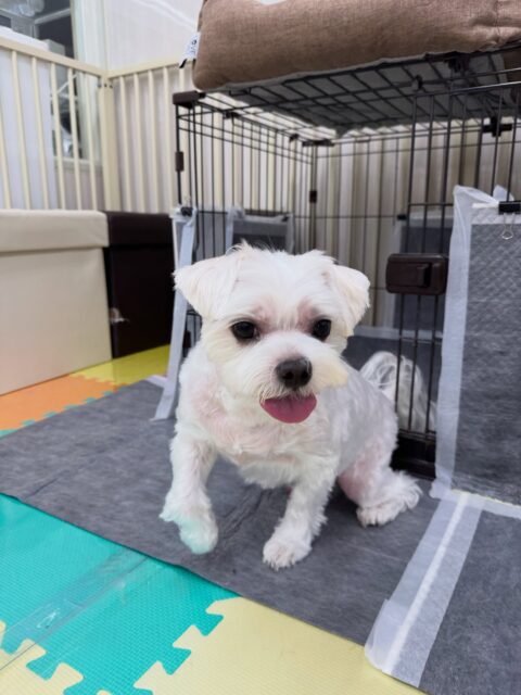 むぎちゃん🐶
本日はももちゃんやポコちゃん、幼稚園体験に来てくれた子達から気に入られたようで追いかけっこをしたり、挨拶をしあったりして過ごしていました🤭

🐾🐶愛犬のお悩みご相談ください🐶🐾
@kenkohmura_official
 ↑フォロー待ってます↑

〒955-0091 新潟県三条市上須頃大割４２８−１
☎︎ 0256-35-2571
✉️ info@kenkohmura.jp
HP: https://kenkohmura.jp
LINE: https://lin.ee/7LIz5sb

#犬幸村#犬の幼稚園 #吠える、噛む #犬のしつけ #トイレ
マルチーズマルチーズ可愛いマルチーズ大好きマルチーズ倶楽部マルチーズ可愛いすぎる