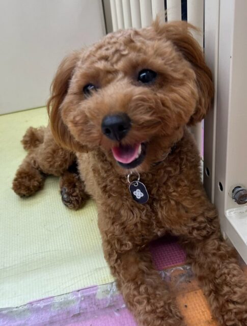 モカちゃん🐶
本日歯磨きトレーニングを開始して8ヶ月が経ちました🦷
歯の状態はほぼ汚れがなく、完璧に近いです‼️このまま継続をしてキープしていきましょう✊

園内では、ププちゃんやニコペットのちびっ子達と走ってみたり、コタローちゃんやニコペットの柴ちゃん達にしつこいよ‼️と怒ったりして上手に切り替えて遊んでいました🤭

🐾🐶愛犬のお悩みご相談ください🐶🐾
@kenkohmura_official
 ↑フォロー待ってます↑

〒955-0091 新潟県三条市上須頃大割４２８−１
☎︎ 0256-35-2571
✉️ info@kenkohmura.jp
HP: https://kenkohmura.jp
LINE: https://lin.ee/7LIz5sb

#犬幸村#犬の幼稚園 #吠える、噛む #犬のしつけ #トイレ
トイプートイプー可愛いトイプー倶楽部トイプー可愛いすぎるトイプー大好き