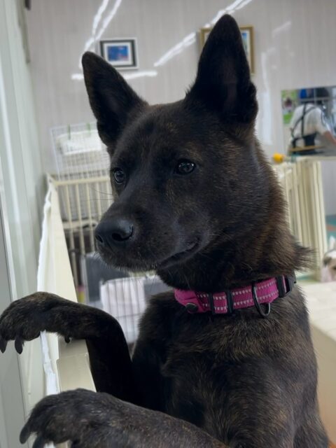 夏紬ちゃん🐶
本日は園内を走り回ったり、寅丸ちゃんや北斗ちゃん、鶴丸達とワンプロを仕掛けあったり、みんなでお話をしながら過ごしていました👍
🐾🐶愛犬のお悩みご相談ください🐶🐾
@kenkohmura_official
↑フォロー待ってます↑
〒955-0091 新潟県三条市上須頃大割428−1
☎︎ 0256-35-2571
✉️ info@kenkohmura.jp
HP: https://kenkohmura.jp
LINE: https://lin.ee/7LIz5sb
#犬幸村#犬の幼稚園 #吠える、噛む #犬のしつけ #トイレ
甲斐犬甲斐犬大好き甲斐犬倶楽部甲斐犬可愛いすぎる