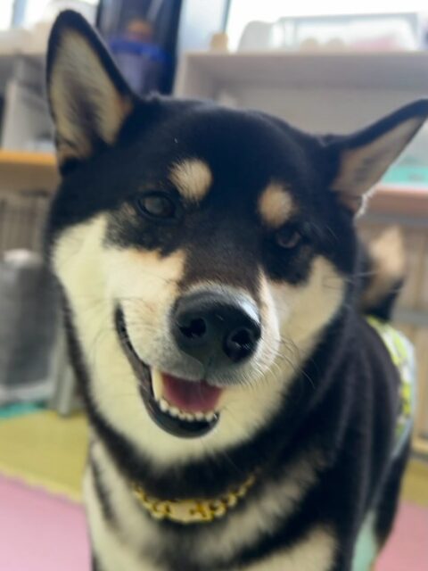 北斗ちゃん🐶
本日は夏紬ちゃんや寅丸ちゃん、鶴丸達とたくさんおしゃべりをしたり、ヒップアタック合戦をしたりしてまったり楽しんでいました🤭
🐾🐶愛犬のお悩みご相談ください🐶🐾
@kenkohmura_official
↑フォロー待ってます↑
〒955-0091 新潟県三条市上須頃大割428−1
☎︎ 0256-35-2571
✉️ info@kenkohmura.jp
HP: https://kenkohmura.jp
LINE: https://lin.ee/7LIz5sb
#犬幸村#犬の幼稚園 #吠える、噛む #犬のしつけ #トイレ
柴犬柴犬可愛い柴犬大好き柴犬可愛いすぎる柴犬倶楽部