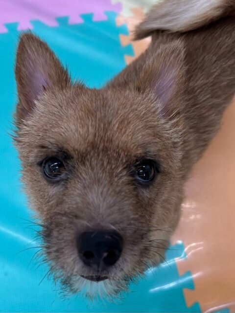 本日の鶴丸🐶
本日は夏紬ちゃんや寅丸ちゃん、北斗ちゃん達にかまってアピールをしたり、みんなとおしゃべりをしながら楽しそうに走り回ったりして過ごしていました🤭
🐾🐶愛犬のお悩みご相談ください🐶🐾
@kenkohmura_official
↑フォロー待ってます↑
〒955-0091 新潟県三条市上須頃大割428−1
☎︎ 0256-35-2571
✉️ info@kenkohmura.jp
HP: https://kenkohmura.jp
LINE: https://lin.ee/7LIz5sb
#犬幸村#犬の幼稚園 #吠える、噛む #犬のしつけ #トイレ
ノーリッチテリアノーリッチテリア大好きノーリッチテリア倶楽部ノーリッチテリア可愛いすぎるノーリッチテリア大好き