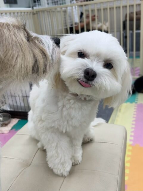 むくちゃん🐶
本日もやん丸やベン、コタローちゃんやニコペットの柴ちゃん達にお腹を出してたくさんかまってアピールをして過ごしていました😍

🐾🐶愛犬のお悩みご相談ください🐶🐾
@kenkohmura_official
 ↑フォロー待ってます↑

〒955-0091 新潟県三条市上須頃大割４２８−１
☎︎ 0256-35-2571
✉️ info@kenkohmura.jp
HP: https://kenkohmura.jp
LINE: https://lin.ee/7LIz5sb

#犬幸村#犬の幼稚園 #吠える、噛む #犬のしつけ #トイレ
ミックスミックス犬ミックス犬可愛いミックス犬大好きミックス犬倶楽部
