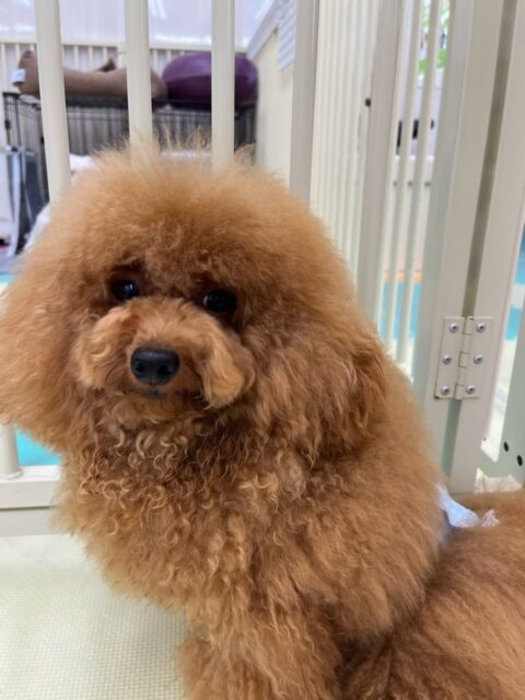ププちゃん＆ポポちゃん🐶
本日は２頭ともももちゃんや幼稚園体験に来てくれた子達に夢中で走り回ったり、ワンプロを仕掛けあったりして過ごしていました🤭

🐾🐶愛犬のお悩みご相談ください🐶🐾
@kenkohmura_official
 ↑フォロー待ってます↑

〒955-0091 新潟県三条市上須頃大割４２８−１
☎︎ 0256-35-2571
✉️ info@kenkohmura.jp
HP: https://kenkohmura.jp
LINE: https://lin.ee/7LIz5sb

#犬幸村#犬の幼稚園 #吠える、噛む #犬のしつけ #トイレ
トイプートイプー可愛いトイプー倶楽部ポメラニアンポメラニアン大好きポメラニアン倶楽部