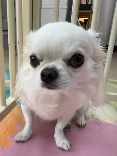 ビビちゃん🐶
本日歯磨きトレーニングを開始して2年1ヶ月が経ちました
歯の状態は少し汚れがつきましたが、キープはできているのでこのまま継続を意識して頑張りましょう👍

園内では久しぶりに神楽に会えてテンションが上がったのかココアちゃんや風夾ちゃん、まろちゃん達にもうアタック‼️嬉しそうに走っていました👍

🐾🐶愛犬のお悩みご相談ください🐶🐾
@kenkohmura_official
 ↑フォロー待ってます↑

〒955-0091 新潟県三条市上須頃大割４２８−１
☎︎ 0256-35-2571
✉️ info@kenkohmura.jp
HP: https://kenkohmura.jp
LINE: https://lin.ee/7LIz5sb

#犬幸村#犬の幼稚園 #吠える、噛む #犬のしつけ #トイレ
チワワチワワ可愛いチワワ倶楽部チワワ可愛いすぎるチワワ大好き