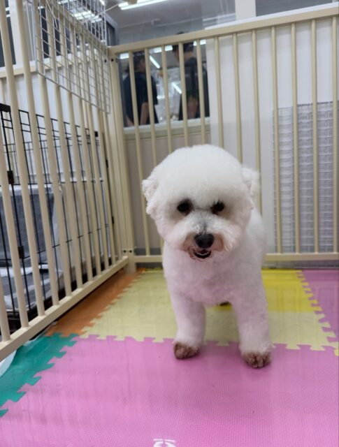 よもぎちゃん🐶
本日は朝から上機嫌な様子で、園内を走り回ったり、他の子達と匂いを嗅ぎ合ったりしてフレンドリーに過ごしていました👍

🐾🐶愛犬のお悩みご相談ください🐶🐾
@kenkohmura_official
 ↑フォロー待ってます↑

〒955-0091 新潟県三条市上須頃大割４２８−１
☎︎ 0256-35-2571
✉️ info@kenkohmura.jp
HP: https://kenkohmura.jp
LINE: https://lin.ee/7LIz5sb

#犬幸村#犬の幼稚園 #吠える、噛む #犬のしつけ #トイレ
ミックスミックス犬ミックス犬可愛いミックス犬大好きミックス犬倶楽部