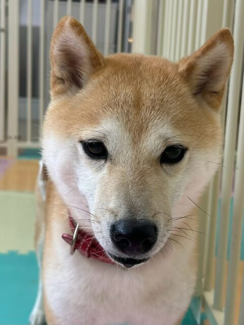 寅丸ちゃん🐶
本日歯磨きトレーニングを開始して1年11ヶ月が経ちました
歯の状態は非常に綺麗にキープできているのでこのまま継続を意識して綺麗なの状態を保てるようにしましょう✊
園内では久しぶりの幼稚園にテンション大爆発で園内を猛ダッシュで走り回ったり、みんなを遊びに誘って夕方まで休憩せずに動き回っていました🤣
🐾🐶愛犬のお悩みご相談ください🐶🐾
@kenkohmura_official
↑フォロー待ってます↑
〒955-0091 新潟県三条市上須頃大割428−1
☎︎ 0256-35-2571
✉️ info@kenkohmura.jp
HP: https://kenkohmura.jp
LINE: https://lin.ee/7LIz5sb
#犬幸村#犬の幼稚園 #吠える、噛む #犬のしつけ #トイレ
柴犬柴犬可愛い柴犬大好き柴犬倶楽部柴犬可愛いすぎる