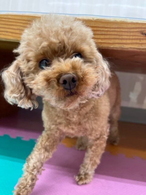 結希ちゃん🐶
本日歯磨きトレーニングを開始して2年1ヶ月が経ちました
歯の状態は少し歯と歯茎の間が汚れがついてきているので頑張って継続していきましょう✊
園内ではもこちゃんややん丸、鶴丸達と匂いを嗅ぎ合ったり、みんなで挨拶をしあったりして上手にコミュニケーションをとっていました👍
🐾🐶愛犬のお悩みご相談ください🐶🐾
@kenkohmura_official
↑フォロー待ってます↑
〒955-0091 新潟県三条市上須頃大割428−1
☎︎ 0256-35-2571
✉️ info@kenkohmura.jp
HP: https://kenkohmura.jp
LINE: https://lin.ee/7LIz5sb
#犬幸村#犬の幼稚園 #吠える、噛む #犬のしつけ #トイレ
トイプートイプー可愛いトイプー倶楽部トイプー可愛いすぎるトイプー大好き