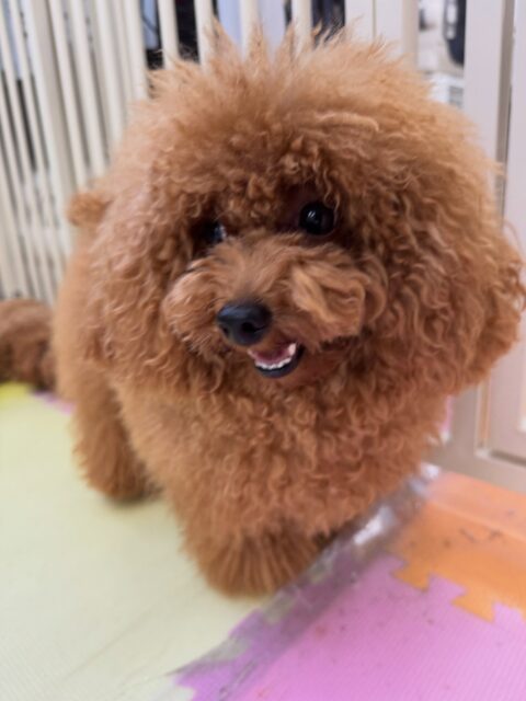ププちゃん🐶
本日は久しぶりにココアちゃんに会えてすごく嬉しそうに走り回ったり、ワンプロを仕掛けて、構ってアピールをして過ごしていました🤭

🐾🐶愛犬のお悩みご相談ください🐶🐾
@kenkohmura_official
 ↑フォロー待ってます↑

〒955-0091 新潟県三条市上須頃大割４２８−１
☎︎ 0256-35-2571
✉️ info@kenkohmura.jp
HP: https://kenkohmura.jp
LINE: https://lin.ee/7LIz5sb

#犬幸村#犬の幼稚園 #吠える、噛む #犬のしつけ #トイレ
トイプートイプー可愛いトイプー倶楽部トイプー可愛いすぎるトイプー大好き