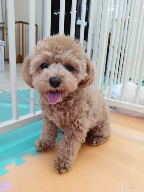 風夾ちゃん🐶
本日は前までスタッフの足元で遊んでいましたが、今回は自分から遊びに行って、まろちゃんやきりまるちゃんと遊んだり、匂いを嗅いでみたりしてコミュニケーションが取れていました👍

🐾🐶愛犬のお悩みご相談ください🐶🐾
@kenkohmura_official
 ↑フォロー待ってます↑

〒955-0091 新潟県三条市上須頃大割４２８−１
☎︎ 0256-35-2571
✉️ info@kenkohmura.jp
HP: https://kenkohmura.jp
LINE: https://lin.ee/7LIz5sb

#犬幸村#犬の幼稚園 #吠える、噛む #犬のしつけ #トイレ
ミックスミックス犬ミックス犬可愛いミックス犬大好き