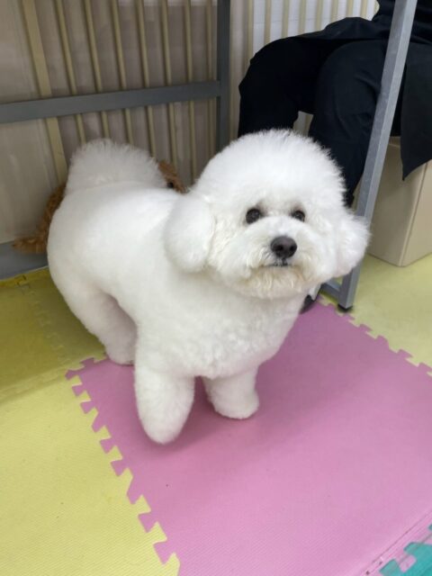 ピピちゃん🐶
本日は朝から鶴丸や神楽、ニコペットのちびっ子達と走り回ったりみんなで追いかけっこをしたりして楽しんでいました

午後からは大好きなゴロー丸ちゃんに乗っかってみたり、匂いを嗅ぎ合ったりして過ごしていました🤣

🐾🐶愛犬のお悩みご相談ください🐶🐾
@kenkohmura_official
 ↑フォロー待ってます↑

〒955-0091 新潟県三条市上須頃大割４２８−１
☎︎ 0256-35-2571
✉️ info@kenkohmura.jp
HP: https://kenkohmura.jp
LINE: https://lin.ee/7LIz5sb

#犬幸村#犬の幼稚園 #吠える、噛む #犬のしつけ #トイレ
ビションフリーゼビションフリーゼ大好きビションフリーゼ倶楽部ビションフリーゼ大好き