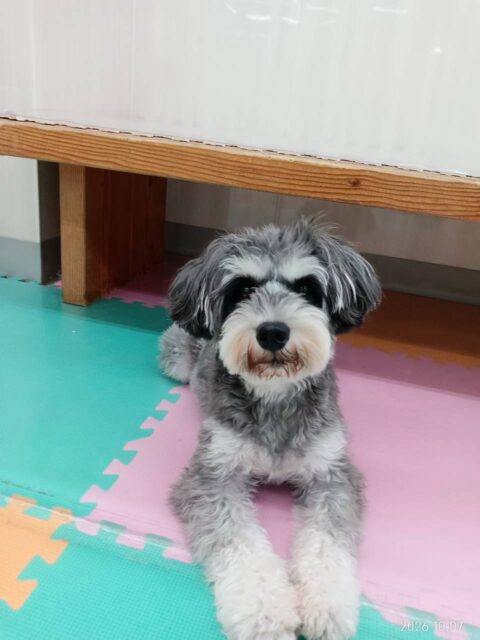 ココアちゃん🐶
本日は久しぶりの幼稚園に来園してくれました‼️久しぶりで最初は緊張していましたが、だんだん思い出してきたのかププちゃんやマロンちゃん、きりまるちゃん、まろちゃん達と走り回ったりみんなでワンプロを仕掛けあったりして過ごしていました👍

🐾🐶愛犬のお悩みご相談ください🐶🐾
@kenkohmura_official
 ↑フォロー待ってます↑

〒955-0091 新潟県三条市上須頃大割４２８−１
☎︎ 0256-35-2571
✉️ info@kenkohmura.jp
HP: https://kenkohmura.jp
LINE: https://lin.ee/7LIz5sb

#犬幸村#犬の幼稚園 #吠える、噛む #犬のしつけ #トイレ
シュナウザーシュナウザー可愛いシュナウザー大好きシュナウザー倶楽部シュナウザー可愛いすぎる