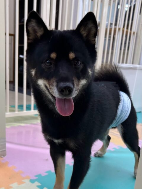 コタローちゃん🐶
本日も、仲良しのニコペットの柴ちゃんと走り回って、ワンプロを仕掛けあったりして楽しんでいました🤭他にもシロちゃんやププちゃん達ともお話をしながら楽しそうに走り回ったりして過ごしていました👍

🐾🐶愛犬のお悩みご相談ください🐶🐾
@kenkohmura_official
 ↑フォロー待ってます↑

〒955-0091 新潟県三条市上須頃大割４２８−１
☎︎ 0256-35-2571
✉️ info@kenkohmura.jp
HP: https://kenkohmura.jp
LINE: https://lin.ee/7LIz5sb

#犬幸村#犬の幼稚園 #吠える、噛む #犬のしつけ #トイレ
柴犬柴犬可愛い柴犬大好き柴犬倶楽部柴犬可愛いすぎる