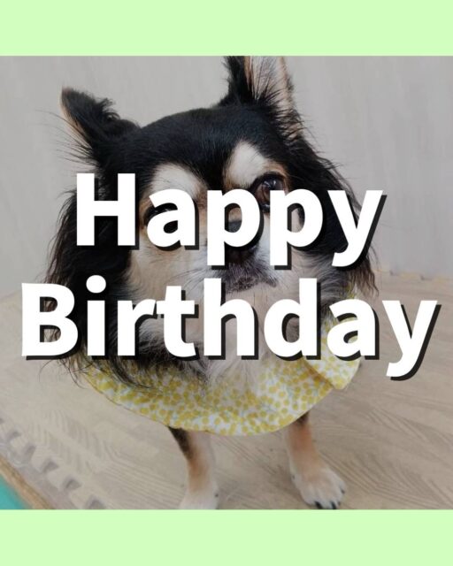 ゴローまるちゃん🐶
happy birthday🎂おめでとうございます‼️

本日園内ではボランティアに来ていただいた方の膝の上に乗ってなでてもらったり、抱っこをしてもらったりしていました👍

他にもピピちゃんと一緒に乗っかり合戦をしたり、きりまるちゃんやまろちゃん達と匂いを嗅ぎ合ったりしてコミュニケーションをとって過ごしていました👍

🐾🐶愛犬のお悩みご相談ください🐶🐾
@kenkohmura_official
 ↑フォロー待ってます↑

〒955-0091 新潟県三条市上須頃大割４２８−１
☎︎ 0256-35-2571
✉️ info@kenkohmura.jp
HP: https://kenkohmura.jp
LINE: https://lin.ee/7LIz5sb

#犬幸村#犬の幼稚園 #吠える、噛む #犬のしつけ #トイレ
チワワチワワ可愛いチワワ倶楽部チワワ可愛いすぎるチワワ大好き
