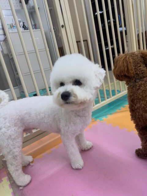 明日は木曜日休園日です🐶

🐾🐶愛犬のお悩みご相談ください🐶🐾
@kenkohmura_official
 ↑フォロー待ってます↑

〒955-0091 新潟県三条市上須頃大割４２８−１
☎︎ 0256-35-2571
✉️ info@kenkohmura.jp
HP: https://kenkohmura.jp
LINE: https://lin.ee/7LIz5sb

#犬幸村#犬の幼稚園 #吠える、噛む #犬のしつけ #トイレ