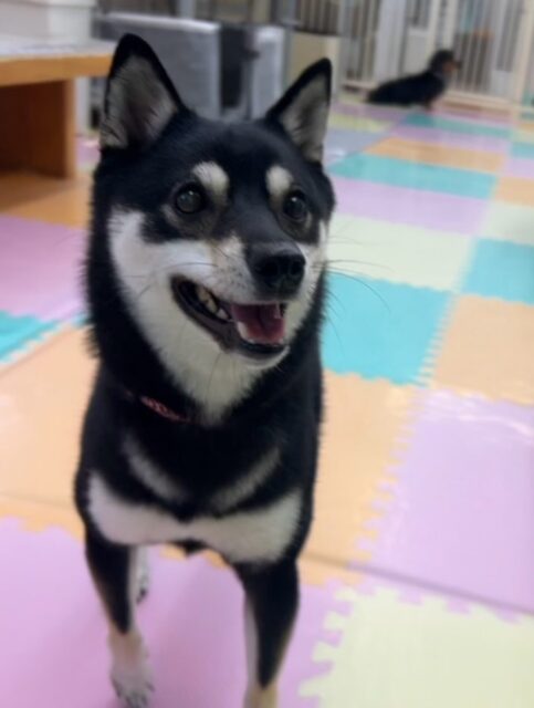 初来園のあずきちゃん🐶
ベンに臭い嗅がれていたり挨拶していました😊
ニコペットの子達が遊んでいるのを気になって近くで見ていたり頑張っていました🙌
🐾🐶愛犬のお悩みご相談ください🐶🐾
@kenkohmura_official
↑フォロー待ってます↑
〒955-0091 新潟県三条市上須頃大割428−1
☎︎ 0256-35-2571
✉️ info@kenkohmura.jp
HP: https://kenkohmura.jp
LINE: https://lin.ee/7LIz5sb
#犬幸村#犬の幼稚園 #吠える噛む #犬のしつけ #トイレ
豆柴 豆柴可愛い 豆柴大好き