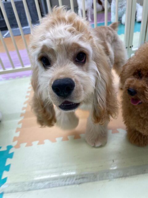 本日初来園のナナちゃん🐶
本日から歯磨きトレーニングを開始しました‼️綺麗な白い歯をこのままキープできるように頑張って磨いていきましょう✊

園内では最初は緊張してあまり動けませんでしたが、だんだんとププちゃんやゆずちゃん、ちーずちゃん達と走り回ったりして初来園とは思えないくらいフレンドリーになっていました👍

🐾🐶愛犬のお悩みご相談ください🐶🐾
@kenkohmura_official
 ↑フォロー待ってます↑

〒955-0091 新潟県三条市上須頃大割４２８−１
☎︎ 0256-35-2571
✉️ info@kenkohmura.jp
HP: https://kenkohmura.jp
LINE: https://lin.ee/7LIz5sb

#犬幸村#犬の幼稚園 #吠える、噛む #犬のしつけ #トイレ
コッカーコッカー可愛いコッカー大好きコッカー倶楽部コッカー可愛いすぎる