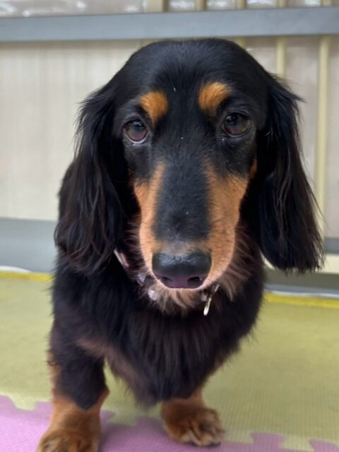 クッキーちゃん🐶
本日は花斗ちゃんやむくちゃん、モカちゃん達と匂いを嗅ぎ合ったり、みんなで挨拶をしあったりしてコミュニケーションをとって過ごしていました🤭

🐾🐶愛犬のお悩みご相談ください🐶🐾
@kenkohmura_official
 ↑フォロー待ってます↑

〒955-0091 新潟県三条市上須頃大割４２８−１
☎︎ 0256-35-2571
✉️ info@kenkohmura.jp
HP: https://kenkohmura.jp
LINE: https://lin.ee/7LIz5sb

#犬幸村#犬の幼稚園 #吠える、噛む #犬のしつけ #トイレ
ダックスダックス可愛いダックス倶楽部ダックス可愛いすぎるダックス大好き