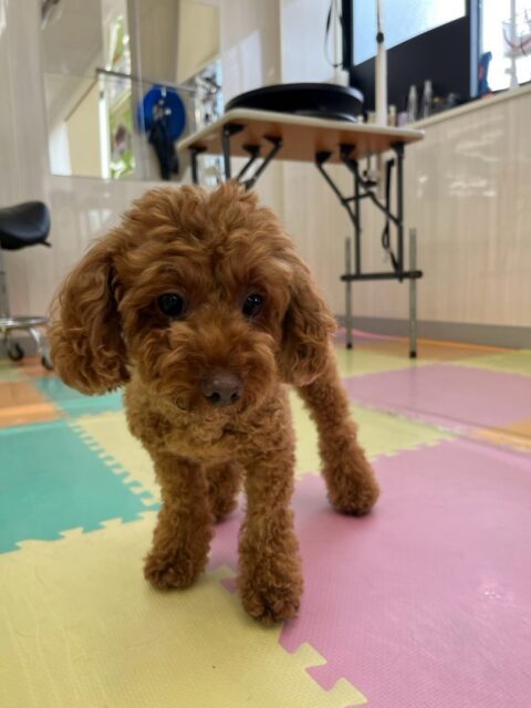 もこちゃん🐶
本日はニコペットのちびっ子達ややん丸、鶴丸達に匂いを嗅がれたり、スタッフに甘えん坊で可愛いアピールをしたりして過ごしていました😍
🐾🐶愛犬のお悩みご相談ください🐶🐾
@kenkohmura_official
↑フォロー待ってます↑
〒955-0091 新潟県三条市上須頃大割428−1
☎︎ 0256-35-2571
✉️ info@kenkohmura.jp
HP: https://kenkohmura.jp
LINE: https://lin.ee/7LIz5sb
#犬幸村#犬の幼稚園 #吠える、噛む #犬のしつけ #トイレ
トイプートイプー可愛いトイプー倶楽部トイプー可愛いすぎるトイプー大好き