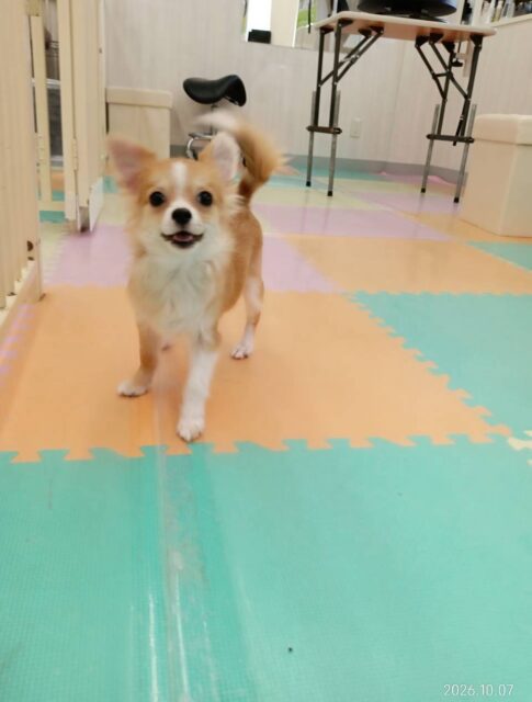 初来園のマロンちゃん🐶
本日初来園のマロンちゃん‼️みんなと走り回って激しいワンプロを仕掛けあったりして非常に楽しそうに遊び回っていました🤭

🐾🐶愛犬のお悩みご相談ください🐶🐾
@kenkohmura_official
 ↑フォロー待ってます↑

〒955-0091 新潟県三条市上須頃大割４２８−１
☎︎ 0256-35-2571
✉️ info@kenkohmura.jp
HP: https://kenkohmura.jp
LINE: https://lin.ee/7LIz5sb

#犬幸村#犬の幼稚園 #吠える、噛む #犬のしつけ #トイレ
ミックスミックス犬ミックス犬可愛いミックス犬大好きミックス犬倶楽部