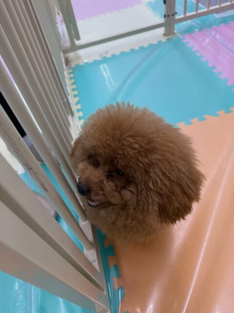 ププちゃん🐶
⁡
今日は、ナナちゃんに「遊ぼうよー！」と遊びに誘っていたり、スタッフに構ってアピールしていました！😆
また、店内へお散歩に行った時はルンルンしながら楽しそう歩いていました！☺️
⁡
🐾🐶愛犬のお悩みご相談ください🐶🐾
@kenkohmura_official
↑フォロー待ってます↑

☎︎ 0〒955-0091 新潟県三条市上須頃大割４２８−１256-35-2571
✉️ info@kenkohmura.jp
HP: https://kenkohmura.jp
LINE: https://lin.ee/7LIz5sb

#犬幸村#犬の幼稚園 #吠える、噛む #犬のしつけ #トイレ トイプードル トイプードル可愛い トイプードル大好き倶楽部