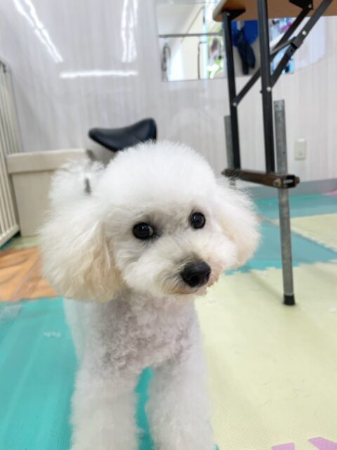 こむぎちゃん🐶
スタッフに撫でてもらって嬉しそうにしていたり、小さい子たちに遊びに誘われていました✨️
あずきちゃんと上手に挨拶していました👏
🐾🐶愛犬のお悩みご相談ください🐶🐾
@kenkohmura_official
↑フォロー待ってます↑
〒955-0091 新潟県三条市上須頃大割428−1
☎︎ 0256-35-2571
✉️ info@kenkohmura.jp
HP: https://kenkohmura.jp
LINE: https://lin.ee/7LIz5sb
#犬幸村#犬の幼稚園 #吠える噛む #犬のしつけ #トイレ
トイプードル トイプードル大好き トイプードル可愛い