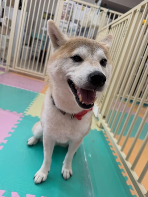 まめちゃん🐶
本日はかなりテンションが高かったのか大吉ちゃんや、やん丸、すけちゃん達と激しくおしゃべりをしたり、走り回ったりして楽しんでいました🤭

🐾🐶愛犬のお悩みご相談ください🐶🐾
@kenkohmura_official
 ↑フォロー待ってます↑

〒955-0091 新潟県三条市上須頃大割４２８−１
☎︎ 0256-35-2571
✉️ info@kenkohmura.jp
HP: https://kenkohmura.jp
LINE: https://lin.ee/7LIz5sb

#犬幸村#犬の幼稚園 #吠える、噛む #犬のしつけ #トイレ
柴犬柴犬可愛い柴犬倶楽部柴犬可愛いすぎる柴犬大好き
