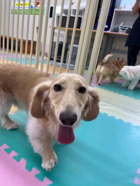 シロちゃん🐶
本日歯磨きトレーニングを開始して1年1ヶ月が経ちました
歯の状態はかなりキープできているのでこのまま継続を意識してキープできるように頑張りましょう✊

園内ではニコペットのちびっ子達やコタローちゃん、ププちゃん、花斗ちゃん、クッキーちゃん達と大勢で走り回ったり、みんなでお話をしたりして過ごしていました👍

🐾🐶愛犬のお悩みご相談ください🐶🐾
@kenkohmura_official
 ↑フォロー待ってます↑

〒955-0091 新潟県三条市上須頃大割４２８−１
☎︎ 0256-35-2571
✉️ info@kenkohmura.jp
HP: https://kenkohmura.jp
LINE: https://lin.ee/7LIz5sb

#犬幸村#犬の幼稚園 #吠える、噛む #犬のしつけ #トイレ
ダックスダックス可愛いダックス大好きダックス倶楽部ダックス可愛いすぎる