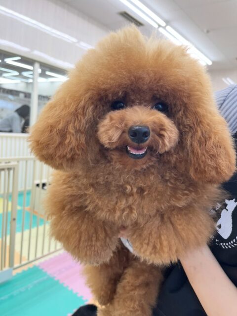 ププちゃん🐶
ニコペットにいるトイプードルちゃんと挨拶したり、みんなと楽しそうに遊んでいました☺️
カットして可愛くなりました🙌
🐾🐶愛犬のお悩みご相談ください🐶🐾
@kenkohmura_official
↑フォロー待ってます↑
〒955-0091 新潟県三条市上須頃大割428−1
☎︎ 0256-35-2571
✉️ info@kenkohmura.jp
HP: https://kenkohmura.jp
LINE: https://lin.ee/7LIz5sb
#犬幸村#犬の幼稚園 #吠える噛む #犬のしつけ #トイレ
トイプードル トイプードル可愛い トイプードル大好き