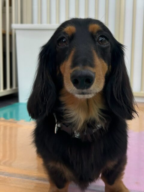 クッキーちゃん🐶
あずきちゃんが気になって臭い嗅いでいました😆
お散歩トレーニングやお手入れ頑張っていました🎶
🐾🐶愛犬のお悩みご相談ください🐶🐾
@kenkohmura_official
↑フォロー待ってます↑
〒955-0091 新潟県三条市上須頃大割428−1
☎︎ 0256-35-2571
✉️ info@kenkohmura.jp
HP: https://kenkohmura.jp
LINE: https://lin.ee/7LIz5sb
#犬幸村#犬の幼稚園 #吠える噛む #犬のしつけ #トイレ
ミニチュアダックスフンド ミニチュアダックスフンド可愛い ミニチュアダックスフンド大好き