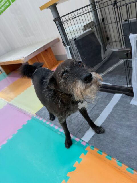 小乃輔ちゃん🐶
本日は朝からまめちゃんや大吉ちゃん、やん丸達と走り回っ
たり、みんなで激しいお話をしたりして過ごしていました🤭

午後からはスタッフに甘えん坊な小乃輔ちゃん、まめちゃんとスタッフの膝の上争奪戦をしていました🤣

🐾🐶愛犬のお悩みご相談ください🐶🐾
@kenkohmura_official
 ↑フォロー待ってます↑

〒955-0091 新潟県三条市上須頃大割４２８−１
☎︎ 0256-35-2571
✉️ info@kenkohmura.jp
HP: https://kenkohmura.jp
LINE: https://lin.ee/7LIz5sb

#犬幸村#犬の幼稚園 #吠える、噛む #犬のしつけ #トイレ
ミックスミックス犬ミックス犬可愛いミックス犬大好きミックス犬倶楽部ミックス犬可愛いすぎる