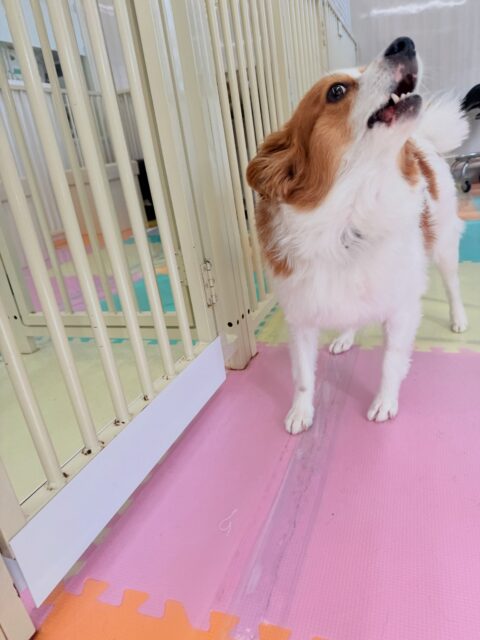 マロンちゃん🐶
⁡
今日は、朝から園内を全力で走り回ったり、大好きなやん丸に挨拶していました！😆
また、初来園のナナちゃんの匂いを自分から嗅ぎに行っていました！😊
⁡
🐾🐶愛犬のお悩みご相談ください🐶🐾
@kenkohmura_official
↑フォロー待ってます↑

☎︎ 0〒955-0091 新潟県三条市上須頃大割４２８−１256-35-2571
✉️ info@kenkohmura.jp
HP: https://kenkohmura.jp
LINE: https://lin.ee/7LIz5sb

#犬幸村#犬の幼稚園 #吠える、噛む #犬のしつけ #トイレ パピヨン パピヨン可愛い パピヨンとの暮らし