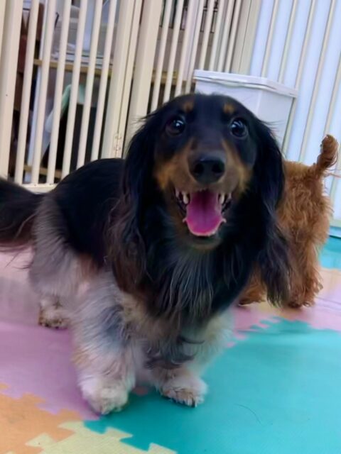 花斗ちゃん🐶
本日は自分からいろんな子達の匂いを嗅いでみたり、みんなに上手に挨拶をしたりしてコミュニケーションをとっていました‼️
クッキーちゃんやシロちゃん達のチームダックス達とはお友達まであと一歩まで来たので次回に期待です‼️

🐾🐶愛犬のお悩みご相談ください🐶🐾
@kenkohmura_official
 ↑フォロー待ってます↑

〒955-0091 新潟県三条市上須頃大割４２８−１
☎︎ 0256-35-2571
✉️ info@kenkohmura.jp
HP: https://kenkohmura.jp
LINE: https://lin.ee/7LIz5sb

#犬幸村#犬の幼稚園 #吠える、噛む #犬のしつけ #トイレ
ダックスダックス可愛いカニヘンカニヘン可愛い