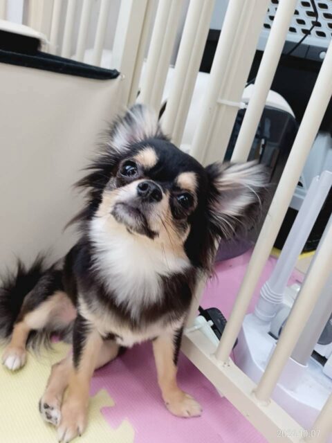 きりまるちゃん＆まろちゃん🐶
本日きりまるちゃんはニコペットのちびっ子達やゴロー丸ちゃん達と匂いを嗅ぎ合ったり、激しすぎるワンプロを繰り広げていました🤭

まろちゃんは大好きな風夾ちゃんや初めましてのココアちゃん、マロンちゃん達と走り回ったり、みんなで追いかけっこをしたりして楽しんでいました👍

🐾🐶愛犬のお悩みご相談ください🐶🐾
@kenkohmura_official
 ↑フォロー待ってます↑

〒955-0091 新潟県三条市上須頃大割４２８−１
☎︎ 0256-35-2571
✉️ info@kenkohmura.jp
HP: https://kenkohmura.jp
LINE: https://lin.ee/7LIz5sb

#犬幸村#犬の幼稚園 #吠える、噛む #犬のしつけ #トイレ
チワワチワワ可愛いチワワ大好きチワワ倶楽部チワワ可愛いすぎる