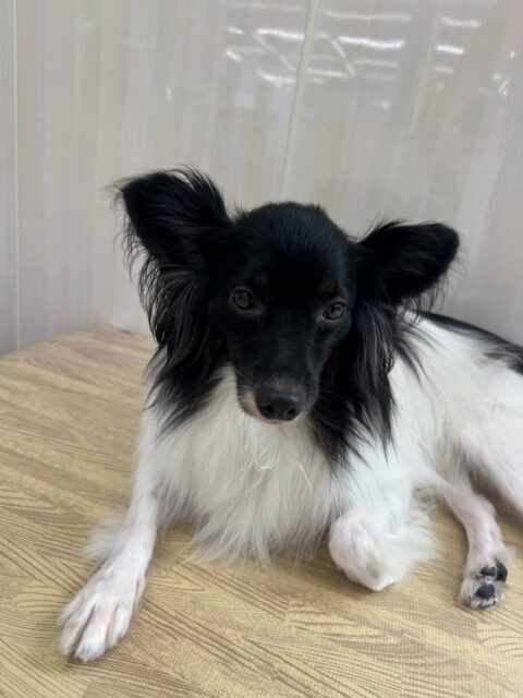 リラちゃん🐶
⁡
今日は、仲良しのマロンちゃんと一緒に園内をのんびり歩き回ったり、やん丸と椅子の上でのんびりくつろいでいました！😍
また、スタッフが近くで作業していると「何してるのー！」と様子見していました！😁
⁡
🐾🐶愛犬のお悩みご相談ください🐶🐾
@kenkohmura_official
↑フォロー待ってます↑

☎︎ 0〒955-0091 新潟県三条市上須頃大割４２８−１256-35-2571
✉️ info@kenkohmura.jp
HP: https://kenkohmura.jp
LINE: https://lin.ee/7LIz5sb

#犬幸村#犬の幼稚園 #吠える、噛む #犬のしつけ #トイレ ミックス犬 ミックス犬可愛い ミックス犬大好きさん