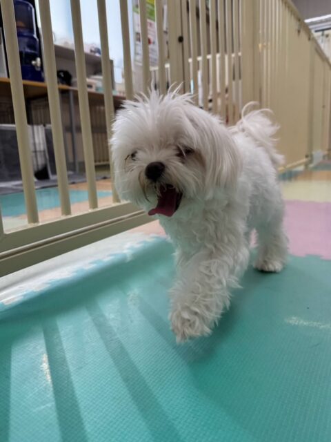 まるちゃん＆ちーずちゃん🐶
⁡
まるちゃんは、のんびり園内を散策したり、色んなことお喋りしたりしていました！😊
⁡
ちーずちゃんは、スタッフの膝の上で「構ってよ！遊んでよ！」と甘えん坊さんしていました！🥰

🐾🐶愛犬のお悩みご相談ください🐶🐾
@kenkohmura_official
↑フォロー待ってます↑

☎︎ 0〒955-0091 新潟県三条市上須頃大割４２８−１256-35-2571
✉️ info@kenkohmura.jp
HP: https://kenkohmura.jp
LINE: https://lin.ee/7LIz5sb

#犬幸村#犬の幼稚園 #吠える、噛む #犬のしつけ #トイレ マルチーズ マルチーズ可愛い マルチーズ大好き