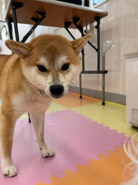 こまちゃん🐶
本日歯磨きトレーニングを開始して1年が経ちました🦷
歯の状態は非常に綺麗にキープできているのでこのまま継続をしてキープできるようにしましょう‼️
園内ではチャリーちゃんやのりまきちゃん、ちーずちゃん、ペリーちゃん達と激しく走り回ったり、みんなでおしゃべりをしながらワンプロを仕掛けあったりして非常に楽しそうに過ごしていました🤭
🐾🐶愛犬のお悩みご相談ください🐶🐾
@kenkohmura_official
↑フォロー待ってます↑
〒955-0091 新潟県三条市上須頃大割428−1
☎︎ 0256-35-2571
✉️ info@kenkohmura.jp
HP: https://kenkohmura.jp
LINE: https://lin.ee/7LIz5sb
#犬幸村#犬の幼稚園 #吠える、噛む #犬のしつけ #トイレ
柴犬柴犬可愛い柴犬大好き柴犬倶楽部柴犬可愛いすぎる