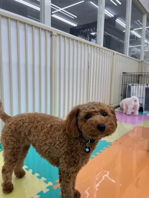 モカちゃん🐶
本日はププちゃんやまるちゃん、ちーずちゃん達と走り回ったり、みんなで匂いを嗅ぎ合ったり、スタッフに構ってアピールをたくさんしてくれたりして過ごしていました😍
🐾🐶愛犬のお悩みご相談ください🐶🐾
@kenkohmura_official
↑フォロー待ってます↑
〒955-0091 新潟県三条市上須頃大割428−1
☎︎ 0256-35-2571
✉️ info@kenkohmura.jp
HP: https://kenkohmura.jp
LINE: https://lin.ee/7LIz5sb
#犬幸村#犬の幼稚園 #吠える、噛む #犬のしつけ #トイレ
トイプートイプー可愛いトイプー倶楽部トイプー可愛いすぎる