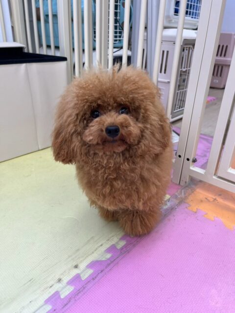 ププちゃん🐶
本日は大好きなモカちゃんやイブちゃん達の後ろをついて歩いたり、遊びを誘ったりして楽しく過ごしていました🤭
🐾🐶愛犬のお悩みご相談ください🐶🐾
@kenkohmura_official
↑フォロー待ってます↑
〒955-0091 新潟県三条市上須頃大割428−1
☎︎ 0256-35-2571
✉️ info@kenkohmura.jp
HP: https://kenkohmura.jp
LINE: https://lin.ee/7LIz5sb
#犬幸村#犬の幼稚園 #吠える、噛む #犬のしつけ #トイレ
トイプートイプー可愛いトイプー倶楽部トイプー可愛いすぎる