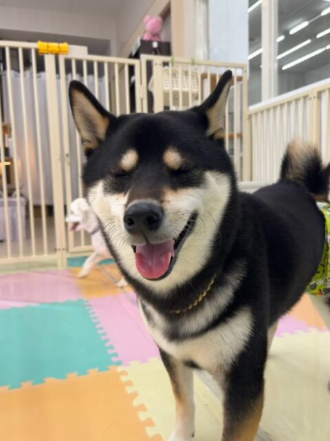 北斗ちゃん🐶
本日はコジロウちゃんや幼稚園体験に来てくれた子達と走り回ったり、みんなで追いかけっこをしたりして楽しそうに過ごしていました🤭
🐾🐶愛犬のお悩みご相談ください🐶🐾
@kenkohmura_official
↑フォロー待ってます↑
〒955-0091 新潟県三条市上須頃大割428−1
☎︎ 0256-35-2571
✉️ info@kenkohmura.jp
HP: https://kenkohmura.jp
LINE: https://lin.ee/7LIz5sb
#犬幸村#犬の幼稚園 #吠える、噛む #犬のしつけ #トイレ
柴犬柴犬可愛い柴犬大好き柴犬倶楽部柴犬可愛いすぎる