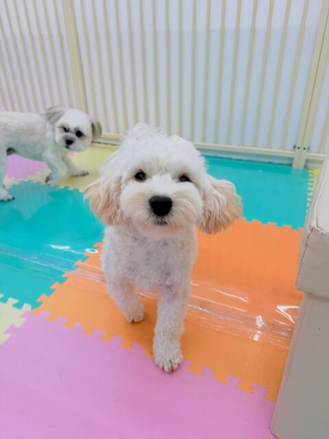 ふうちゃん🐶
⁡
今日は、スタッフがカメラを向けるとカメラ目線の可愛い写真を撮らせてくれました！😆
また、ゆずちゃんと楽しそうにわんプロしたり、追いかけっこしたりして遊んでいました！☺️
⁡
🐾🐶愛犬のお悩みご相談ください🐶🐾
@kenkohmura_official
↑フォロー待ってます↑

☎︎ 0〒955-0091 新潟県三条市上須頃大割４２８−１256-35-2571
✉️ info@kenkohmura.jp
HP: https://kenkohmura.jp
LINE: https://lin.ee/7LIz5sb

#犬幸村#犬の幼稚園 #吠える、噛む #犬のしつけ #トイレ ミックス犬 ミックス犬大好き ミックス犬可愛い