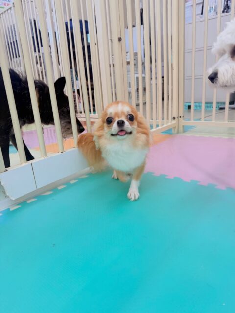 今日幼稚園体験に来てくれました！🐶
⁡
幼稚園来て直ぐに、自分から「遊ぼうよー！」と色んな子を遊びに誘っていました！😍
また、ふうちゃんにグイグイ来られると少し戸惑いながらも楽しそうに遊んでいました！😊
⁡
🐾🐶愛犬のお悩みご相談ください🐶🐾
@kenkohmura_official
↑フォロー待ってます↑

☎︎ 0〒955-0091 新潟県三条市上須頃大割４２８−１256-35-2571
✉️ info@kenkohmura.jp
HP: https://kenkohmura.jp
LINE: https://lin.ee/7LIz5sb

#犬幸村#犬の幼稚園 #吠える、噛む #犬のしつけ #トイレ チワワ チワワ可愛い チワワとの暮らし
