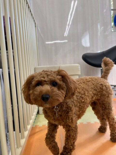 モカちゃん🐶
本日も朝から夕方まで元気いっぱいで走り回ったり、みんなと追いかけっこをしたり、スタッフと手遊び対決をしたりして激しく過ごしていました🤭
🐾🐶愛犬のお悩みご相談ください🐶🐾
@kenkohmura_official
↑フォロー待ってます↑
〒955-0091 新潟県三条市上須頃大割428−1
☎︎ 0256-35-2571
✉️ info@kenkohmura.jp
HP: https://kenkohmura.jp
LINE: https://lin.ee/7LIz5sb
#犬幸村#犬の幼稚園 #吠える、噛む #犬のしつけ #トイレ
トイプートイプー可愛いトイプー倶楽部トイプー可愛いすぎるトイプー大好き