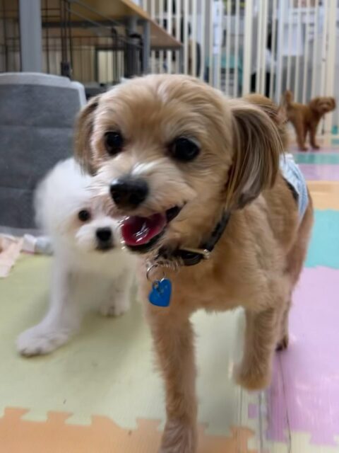コジロウちゃん🐶
本日は幼稚園体験の子達やニコペットのちびっ子達をププちゃんと一緒に追いかけたり、かまってアピールをたくさんしたりして過ごしていました🤭
🐾🐶愛犬のお悩みご相談ください🐶🐾
@kenkohmura_official
↑フォロー待ってます↑
〒955-0091 新潟県三条市上須頃大割428−1
☎︎ 0256-35-2571
✉️ info@kenkohmura.jp
HP: https://kenkohmura.jp
LINE: https://lin.ee/7LIz5sb
#犬幸村#犬の幼稚園 #吠える、噛む #犬のしつけ #トイレ
ミックスミックス犬ミックス犬可愛いミックス犬倶楽部ミックス犬大好き